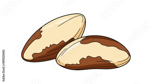 Pair of large brazil nuts with their characteristic dark brown textured skin and light cream colored interiors.