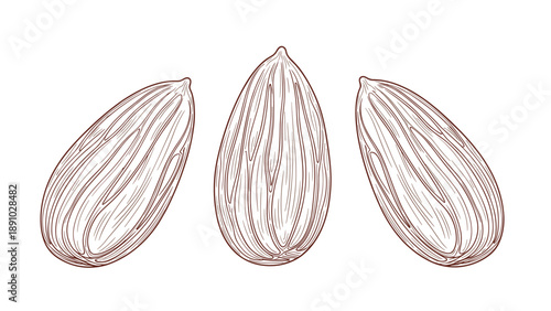 Three almond kernels depicted in a sophisticated brown line art style with detailed wood grain texture on white.