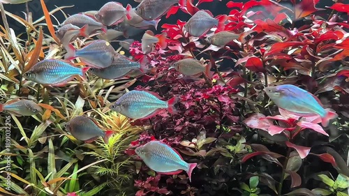 red tail tinfoil barb fish in freshwater aquarium swimming through aquatic plants