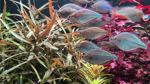red tail tinfoil barb fish in freshwater aquarium swimming through aquatic plants