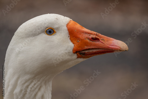 A close up portrait of a blue-eyed domestic goose that has been digging in the dirt for food in a farmyard near Chinchilla in Queensland, Australia.