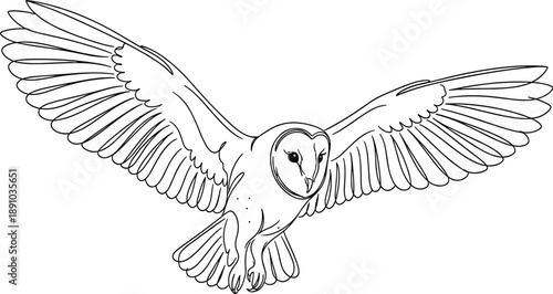 Barn owl, flying bird, spread wings, line art, wildlife illustration, black and white, vector, nocturnal predator, nature, sketch, raptor, isolated, designBarn owl, flying bird, spread wings