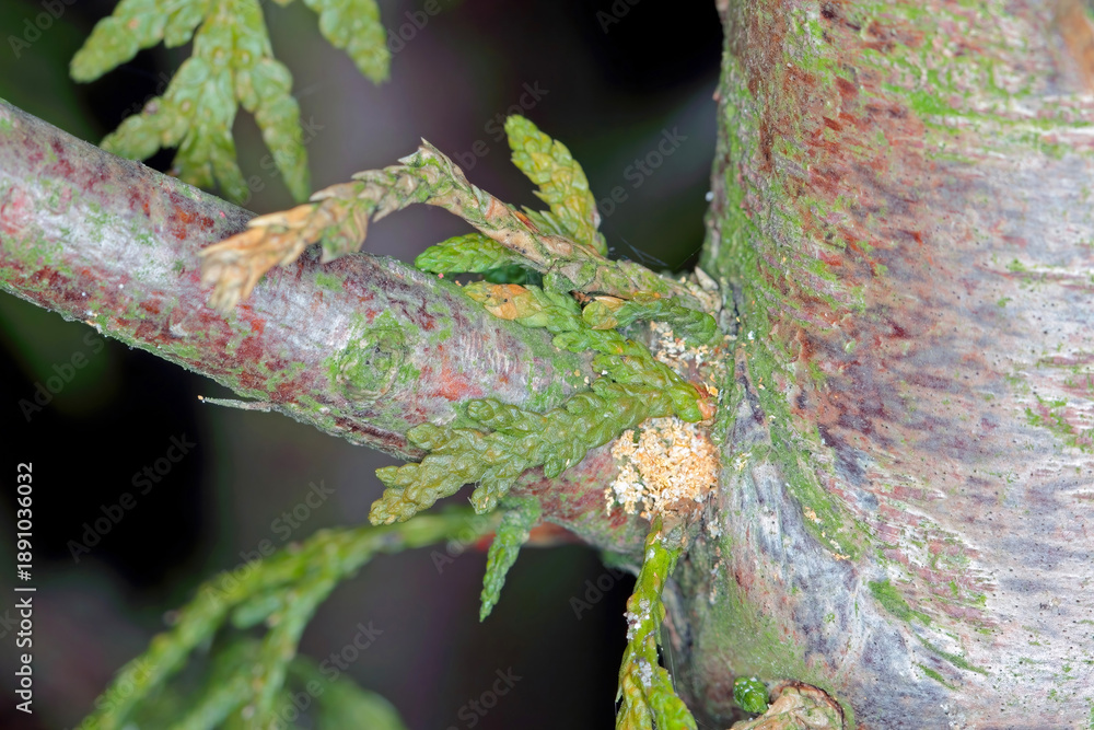 Fototapeta premium Evidence of bark beetle infestation on the bark of a garden thuja tree. Wood chips pushed out of the parent sidewalk by the female. Bark beetle, Phloeosinus aubei.