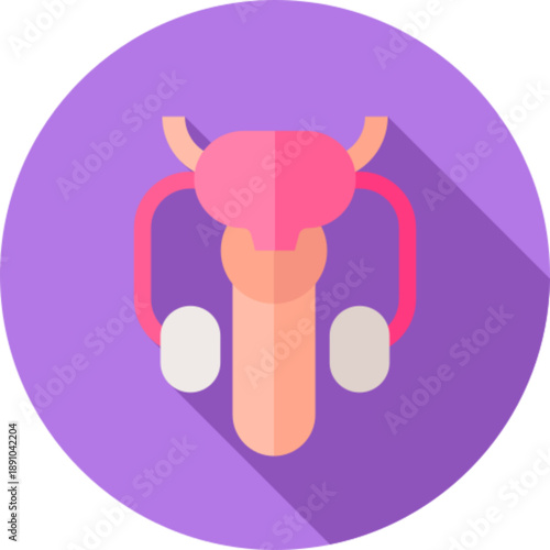 Female reproductive system anatomy