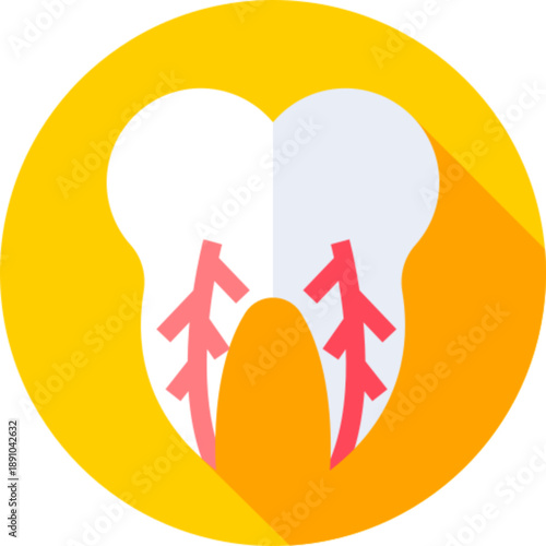 Human tooth premolar dental