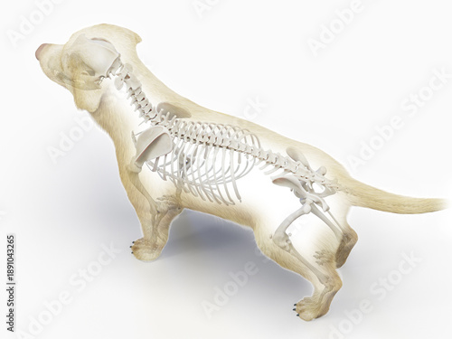 Tableau sur toile A Full Color Look At The Skeletal System Of A Dog