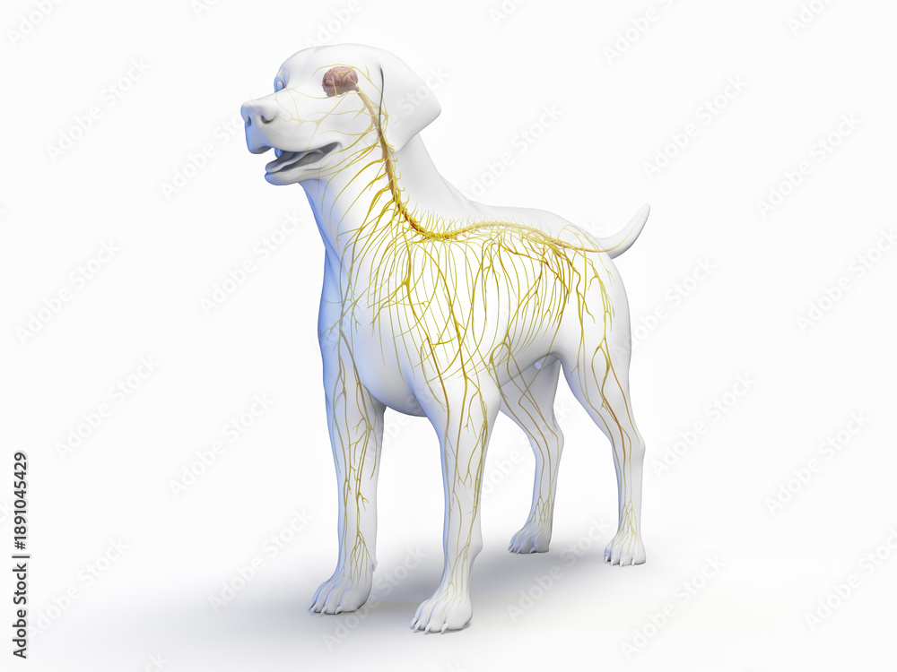 Fototapeta premium A Detailed 3D Depiction Of The Nervous System Of A Dog