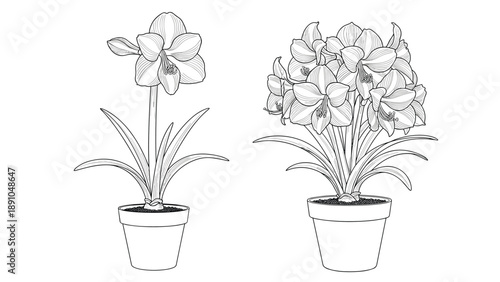 Ornate black and white line art of two amaryllis plants in pots with a single bloom and a rich cluster of flowers.