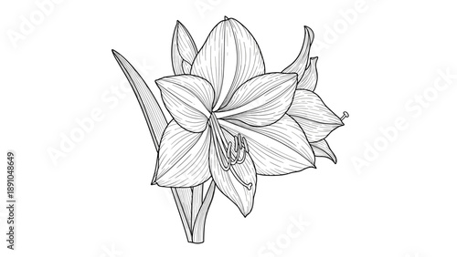 Detailed black and white line art sketch of a cluster of beautiful amaryllis flowers with long stems and leaves.