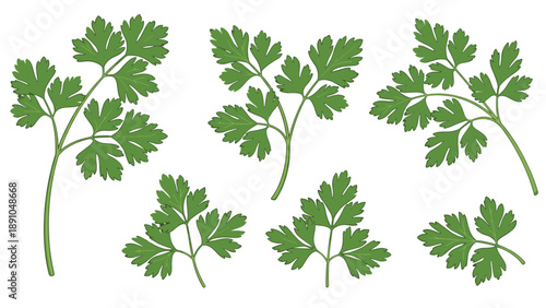 Fresh green parsley leaves and sprigs in various shapes and sizes isolated on a white background for culinary and food design.