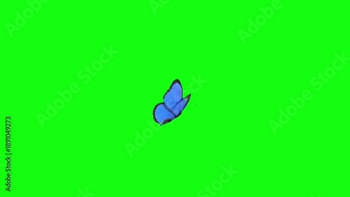 Blue butterfly flying green screen video.