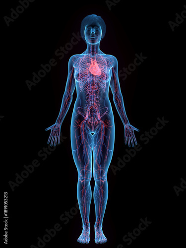 A Detailed 3D Depiction Of The Circulatory System Of A Woman