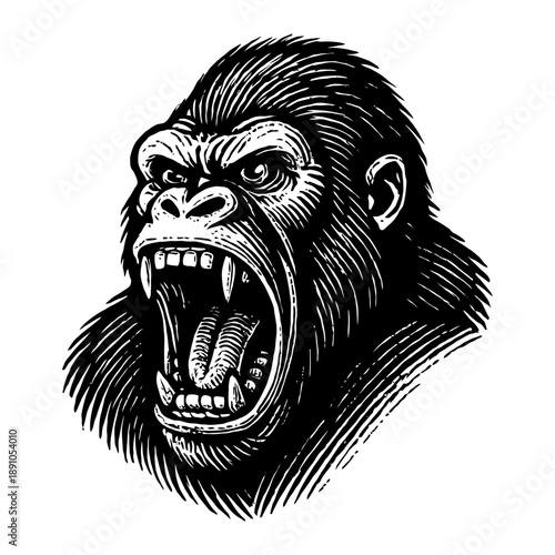 Ferocious roaring gorilla with bared teeth - black and white illustration.