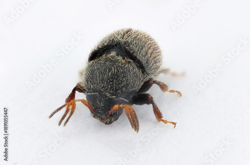 Photos Olive bark beetle, Phloeotribus scarabaeoides