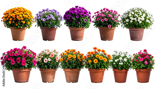 Ten vibrant potted mums, various colors, arranged in two rows, against a black background
