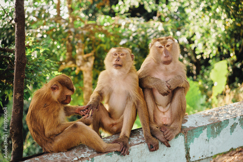 Canvas Print three relaxed macaques sitting on a stone fence in front of a forest