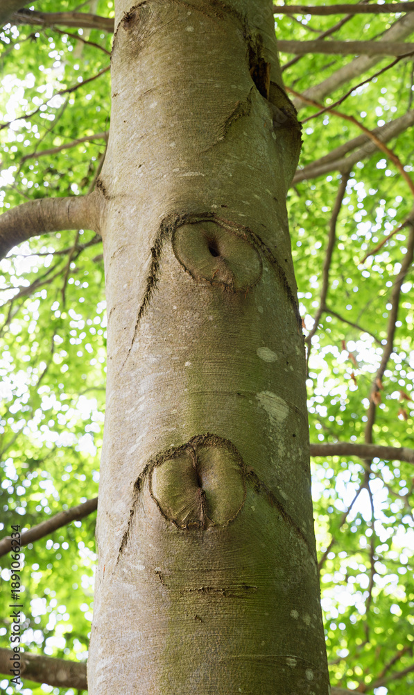 Fototapeta premium beech tree stem with two eyes in the bark, curious nature