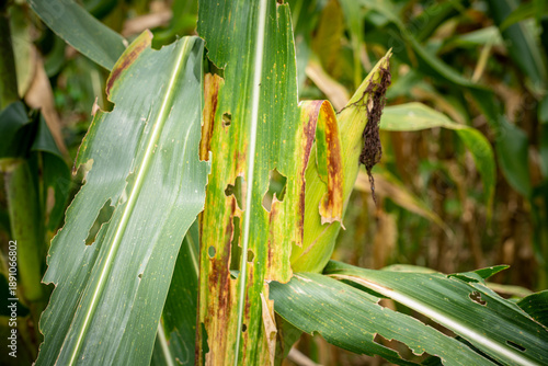 Tableau sur toile Close-up of damaged corn leaves with holes caused by Fall Armyworm pests and fungal disease in an agricultural field