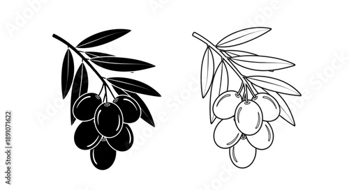 Olive branch illustration olive tree vector