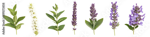 High-quality botanical illustrations of lavender flowers on transparent background
