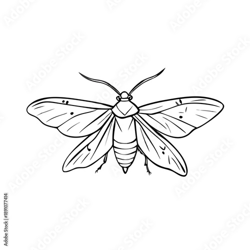Black outline moth specimen sketch with intricate wing details. Delicate insect rendering portrays detailed moth specimen sketch, showcasing antennae and body segmentation.
