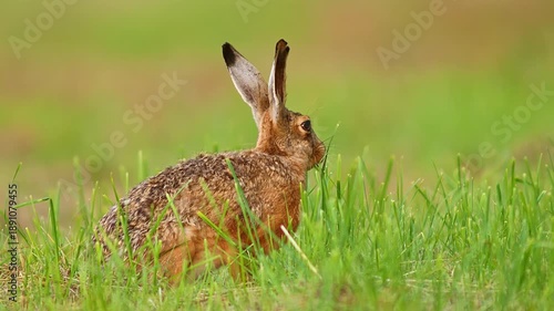 European Brown Hare (Lepus europaeus) Hopping and Grazing on a Meadow at Sunrise, Nuremberg, Bavaria, Germany