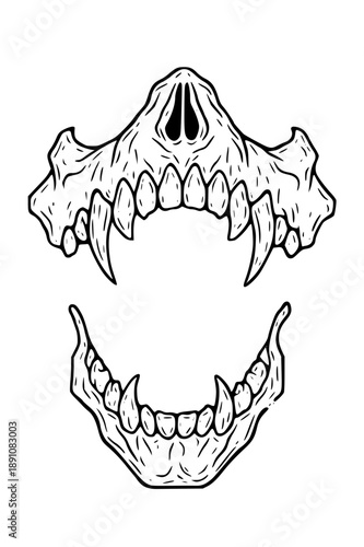 Detailed animal jaw bones with sharp teeth illustration