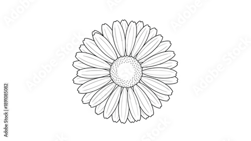 Beautiful hand drawn black and white sketch of a single daisy flower shown from above with delicate petals and a detailed center on white.