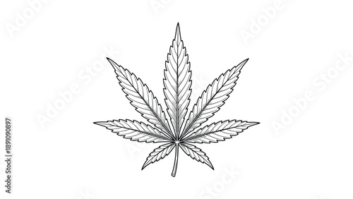 Detailed HandDrawn Cannabis Leaf Illustration on White Background.