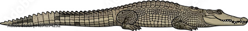 alligator illustration with open mouth and sharp teeth on white background