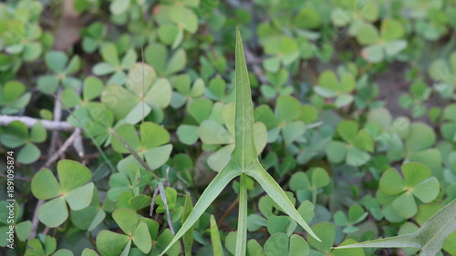 🌿 Sagittaria trifolia | Threeleaf Arrowhead Close-Up | Aquatic Plant Beauty in Nature 4K
