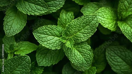 Mint leaves background with green mint plant texture.
