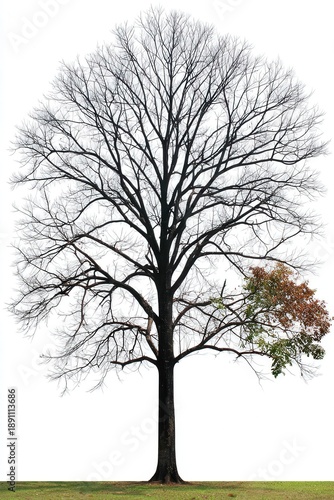 Wallpaper Mural A solitary, bare tree stands against a white background, featuring sparse branches and a small patch of green foliage, This image can be used for themes of change, resilience, or seasonal transitions Torontodigital.ca