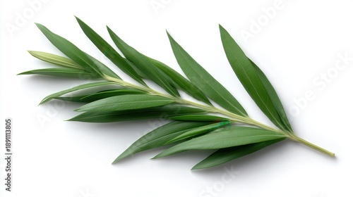 Wallpaper Mural A close-up view of a single branch featuring vibrant green leaves set against a clean white background, Ideal for use in botanical illustrations, wellness themes, or natural product design, Torontodigital.ca