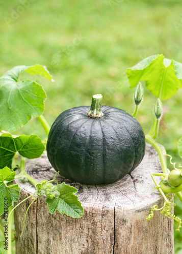 Freshly harvested organic 'Zaphito' squash (Cucurbita maxima) on a rustic wooden stump. Round, dark green vegetable is picked young like a zucchini and has a unique flavor reminiscent of fresh peas