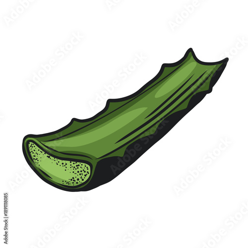aloe vera stem. Aloe plant, prickly leaf, or sliced piece, isolated on a transparent background. Realistic hand drawn vector illustration for medicine, cosmetology and dermatology design