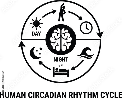 Circadian rhythm cycle diagram showing human sleep wake patterns