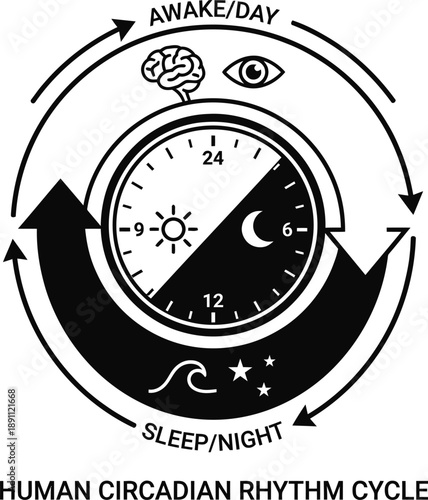 Circadian rhythm cycle diagram showing human sleep wake patterns