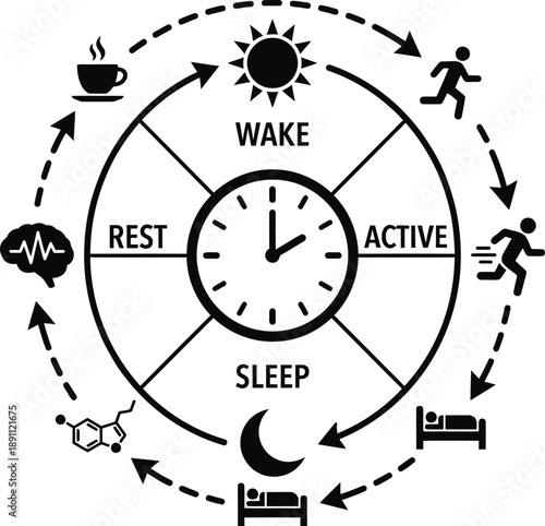 Circadian rhythm cycle diagram showing human sleep wake patterns