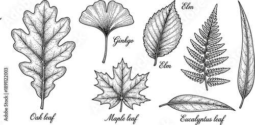 Botanical illustration of various leaf shapes in vintage style