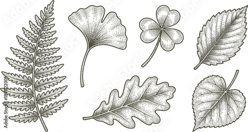 Botanical illustration of various leaf shapes in vintage style