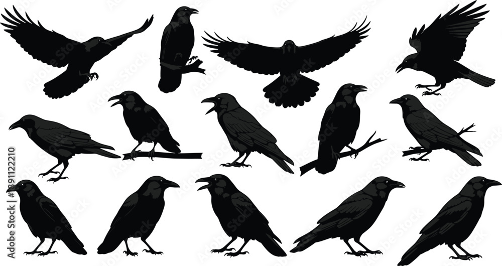 Fototapeta premium Black silhouettes of crows in various poses raven black bird crow, raven, black bird, silhouette, flock, birds, flying, standing, sitting, white background, wildlife, animals, black, silhouettes, crow