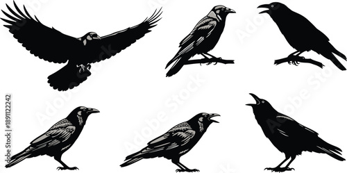 Black and gray crows in different poses on white background crow, raven, bird, black, gray, white background, flying, standing, sitting, open beak, claws, feathers, wildlife, animals, crows, different