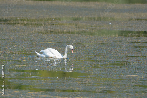 Fotografie Cygne
