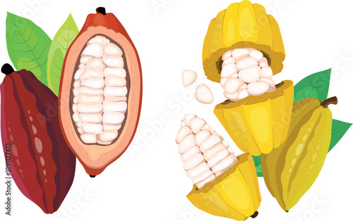 Set of fresh cocoa beans in cartoon style. Vector illustration of healthy yellow, brown cocoa beans with white pulp, seeds, leaves isolated on white background. Production of chocolate, desserts.