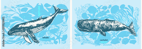 Vector sea animals background. Blue and sperm whale sketch with shells, seaweed, starfish, nautilus, corals silhouettes