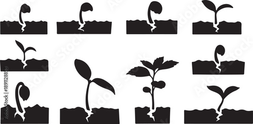 Plant growth stages from seedling to maturity in soil