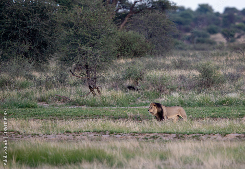 Obraz premium A large male lion with a black mane walking through the wilderness with some tall grass and trees in the background.