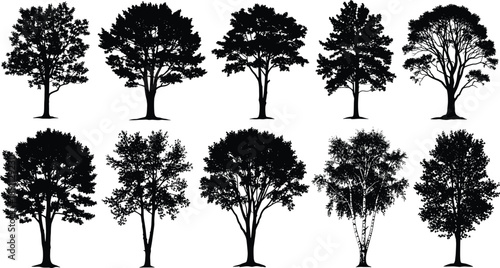 Black silhouettes of various trees on white background tree, silhouette, black, white, background, bare, leafy, pine, deciduous, evergreen, branches, trunks, foliage, nature, shapes, forms, tree silho