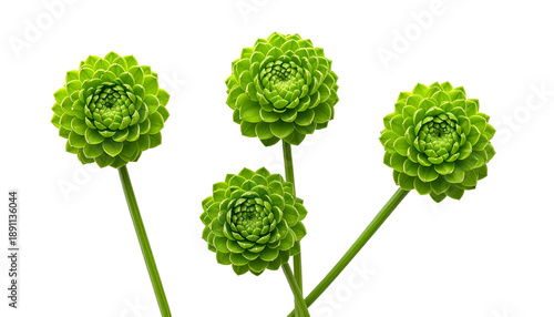 Four vibrant green, spherical flowers with layered petals and long stems, set against black
